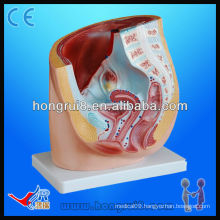 Anatomical female pelvis model, teaching female pelvis model